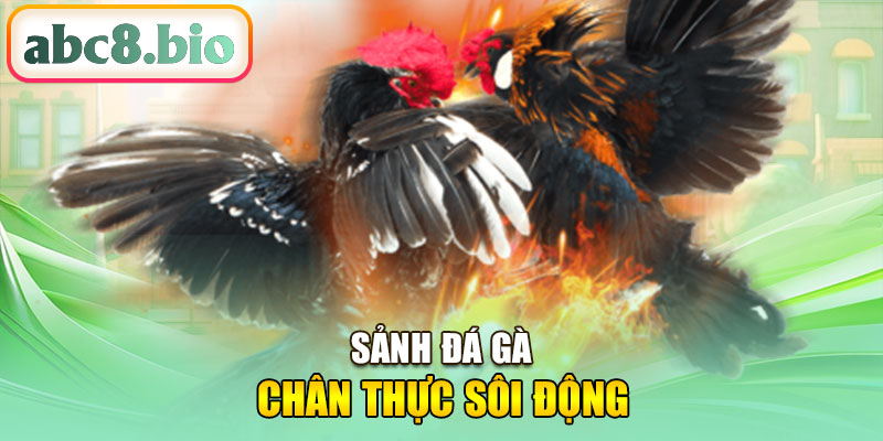 Sảnh đá gà ABC8 chân thực sôi động