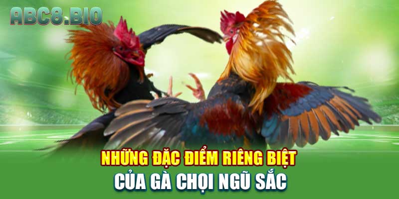 Những đặc điểm riêng biệt của gà chọi ngũ sắc
